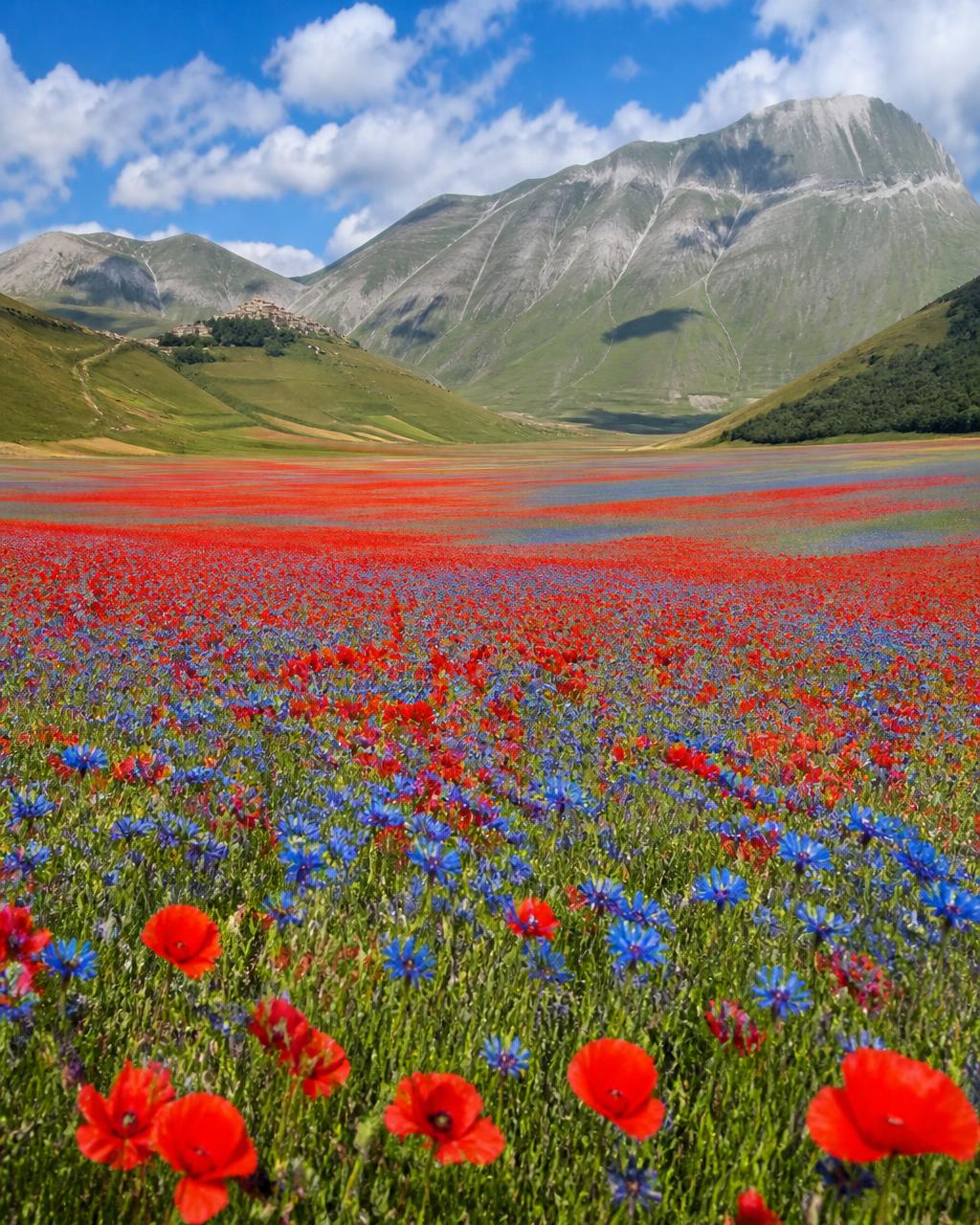 Fioritura di Castelluccio con i Sibillini sullo sfondo